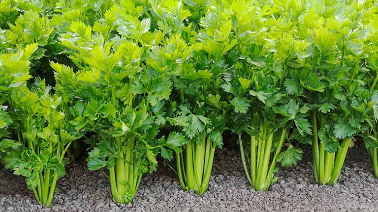 5 LOẠI RAU TUYỆT ĐỐI KHÔNG DÙNG ĂN LẨU