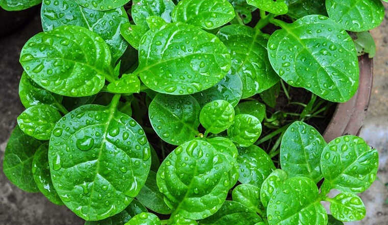 5 LOẠI RAU TUYỆT ĐỐI KHÔNG DÙNG ĂN LẨU